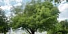 Die Stammhalter von Küsnacht