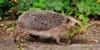 Der Igel ist Tier des Jahres