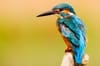 Eisvogel ist Vogel des Jahres