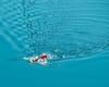 Swim4Lémanhope macht erstmals Halt in Erlenbach