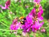 Wildbienen-Gasthof in Küsnacht