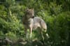 Wolf in der Region