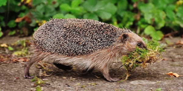 Der Igel ist Tier des Jahres