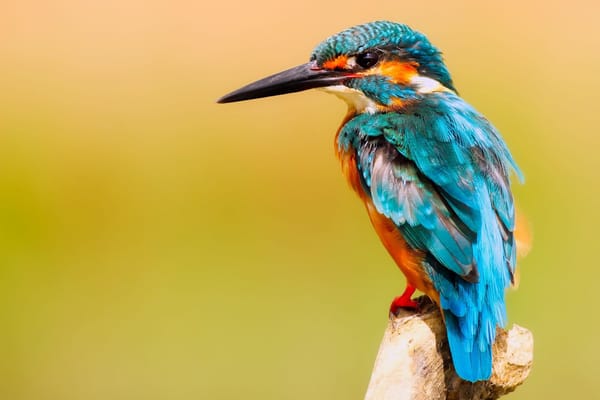 Eisvogel ist Vogel des Jahres