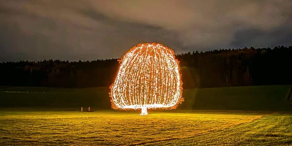 Die Weihnachts-Winterlinde auf der Forch (Bild: jli)