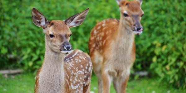 Zwei Rehe durch die Jagdaufsicht geschossen