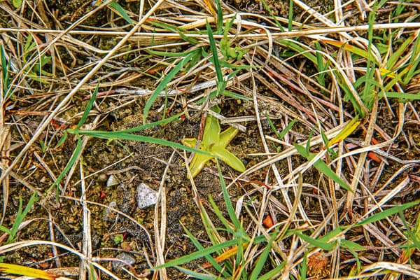 Fleischfresser in Küsnacht