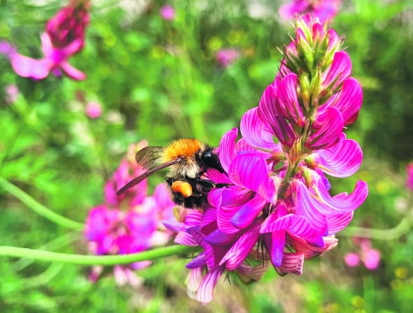 Wildbienen-Gasthof in Küsnacht