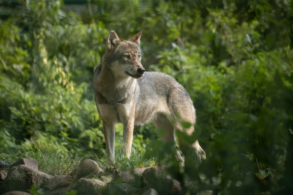 Wolf in der Region