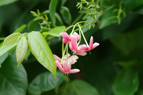 Neophyten-Ranger in Küsnacht sorgt für Ärger bei Gartenbesitzern