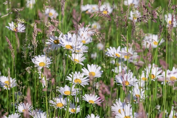 Sensen-Einsatz für die Artenvielfalt: Im Pfarrhausgarten blüht das Leben